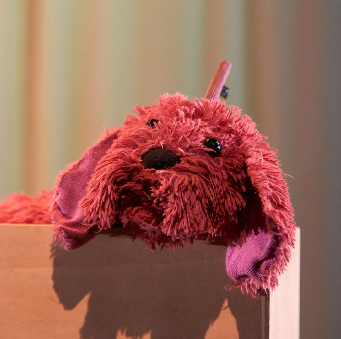 Luche, una vida de perro